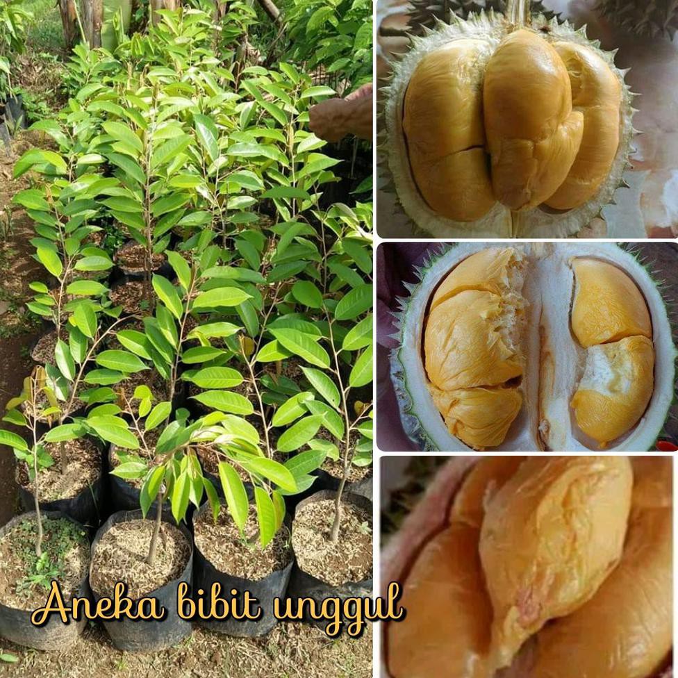 KW A1 BIBIT BUAH DURIAN DURI HITAM SUPER DIJAMIN ASLI S3N4