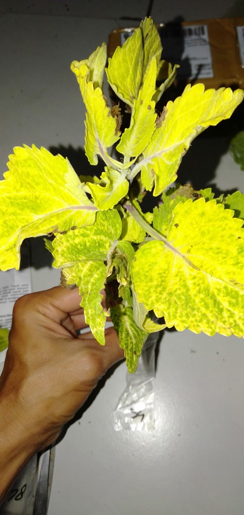 No 31 Tanaman Hias Miana/coleus/iler/jawe Kotok