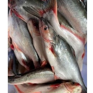 

IKAN PATIN ORGANIK SUPER 1 KG