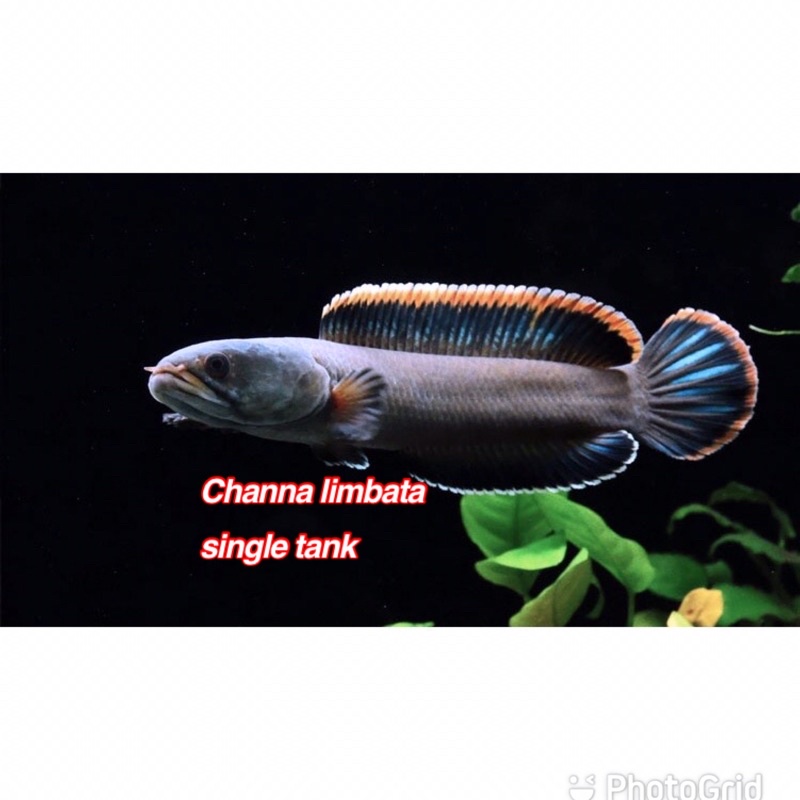 ikan chana limbata size 10-15 cm channa limbata jumbo cana limbata galak predator air tawar
