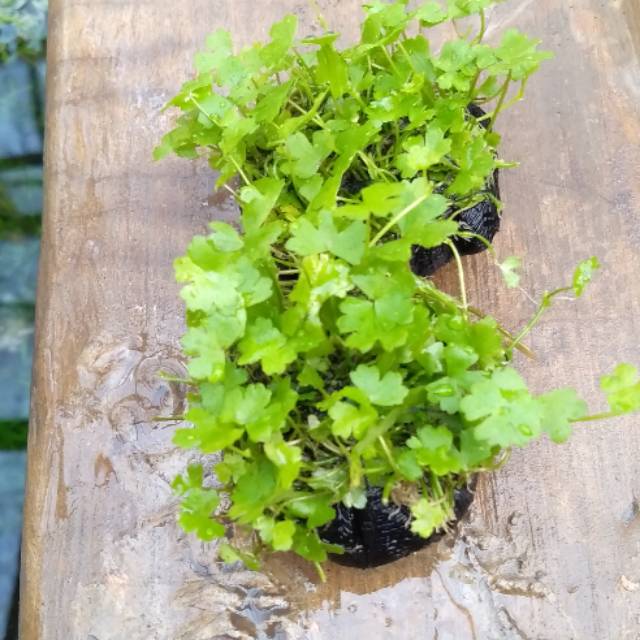 Hidrocotil media wabikusa