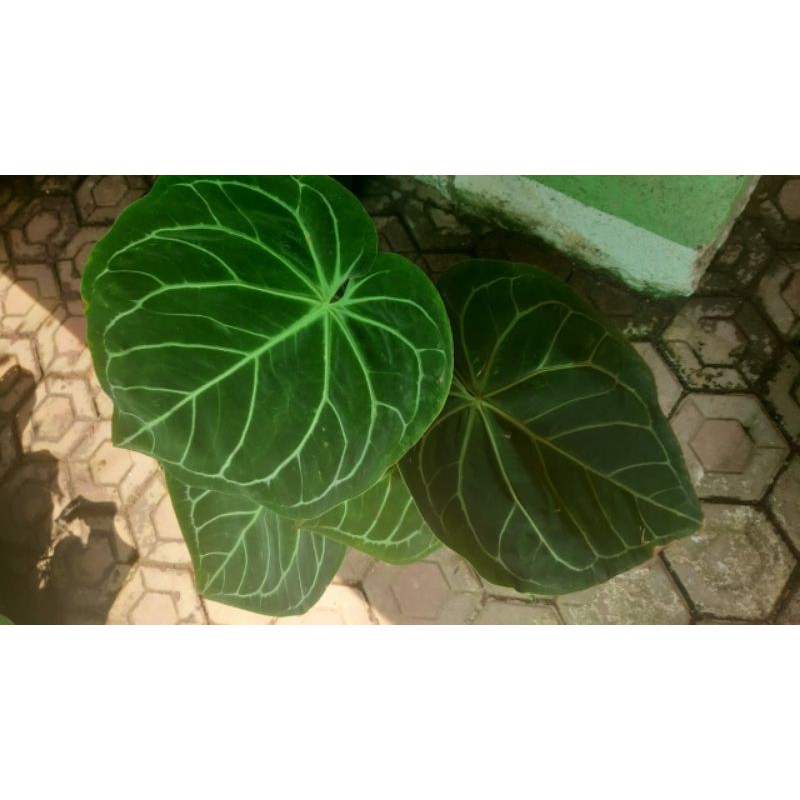 Anthurium Magnificum X Crystallinum