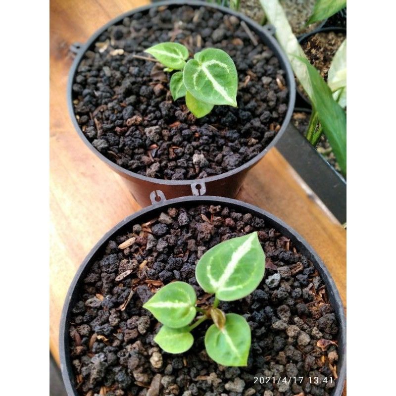 NEW bibit Bonggol Anthurium Dorayaki Silver| Dorayaki Mangkok | Kuping Gajah Silver | Dorayaki