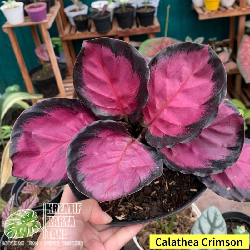 Calathea crimson X roseopicta - Calatea Crimson Roseopicta