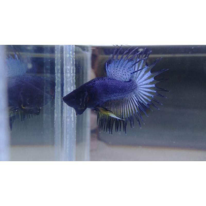 ikan cupang hias crowntail serit #CT01