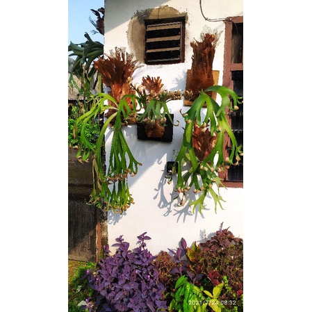 Tanaman Hias Platycerium Willinckii Roll