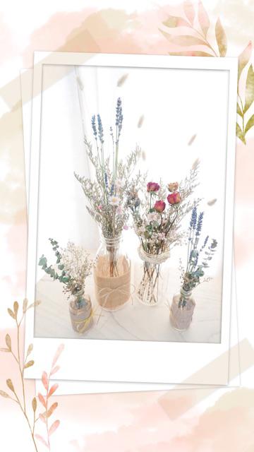 Acroclinium Rodanthe Manglesii Bunga Kering Asli 1 Ikat Import Dried Flower Preserved Flower