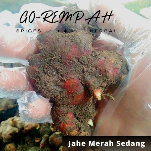 

Jahe merah segar / Jahe merah Medan Asli 500 gram