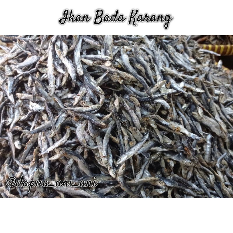 

IKAN BADA KARANG