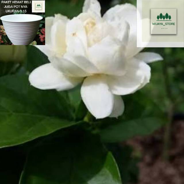 Tanaman hias melati kaca piring /melati putih kaca piring