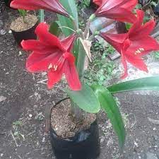 tanaman hias amarilis merah  (Amarylis sp.) - BAKUL KEMBANG