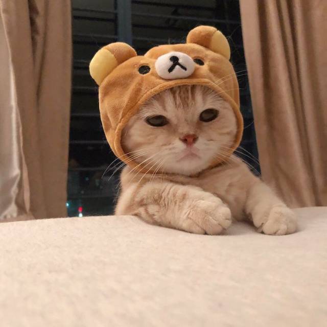 defintaameliaekaputri