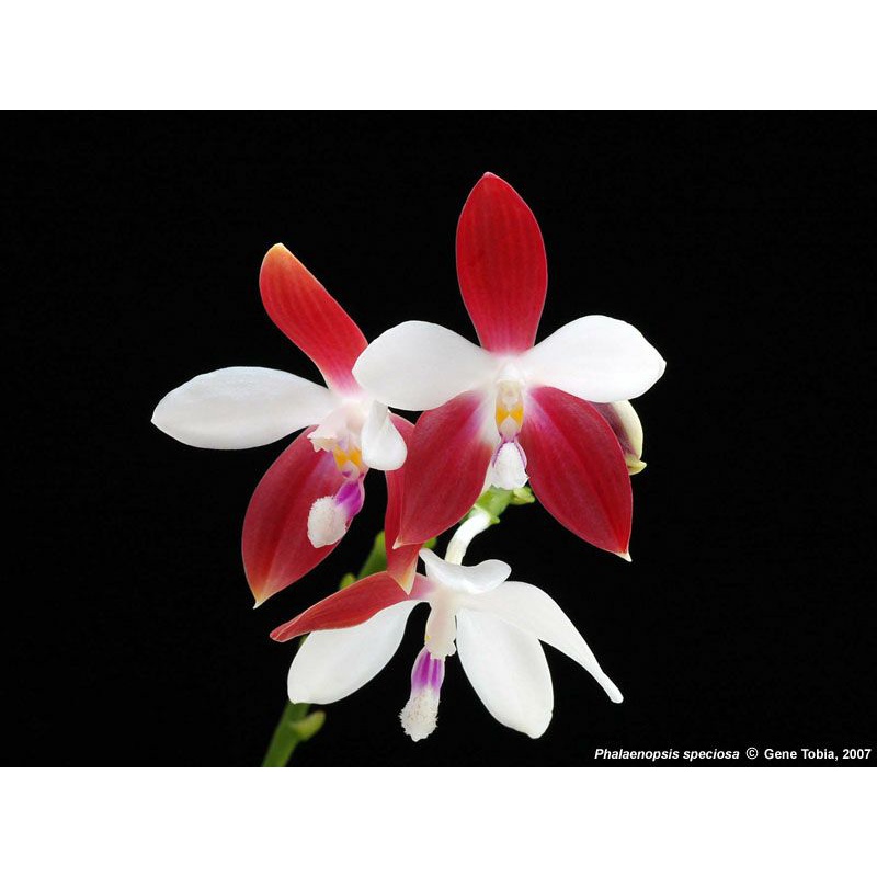 Phalaenopsis speciosa