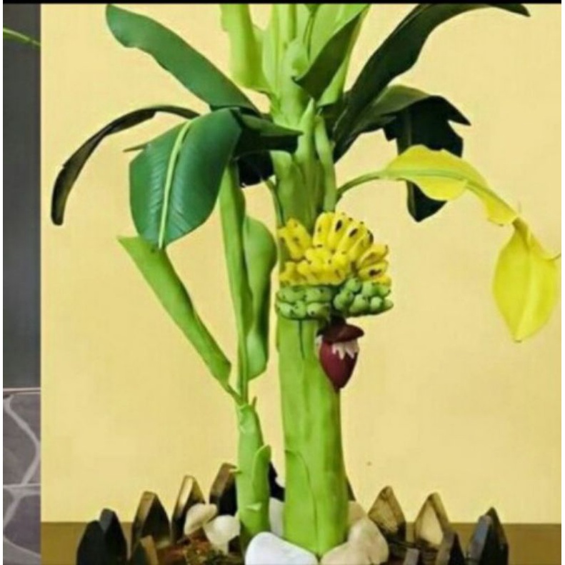 Biji Benih Tanaman Pisang Mini Bonsai / Benih Pisang / Pisang Unik / Pisang Lucu