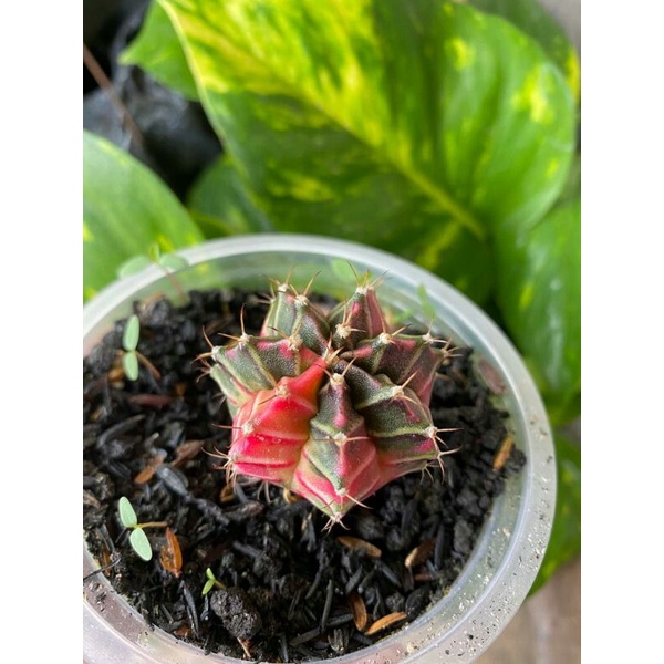 Kaktus Gymno Miha / Milo / Starfire M6 d 4cm