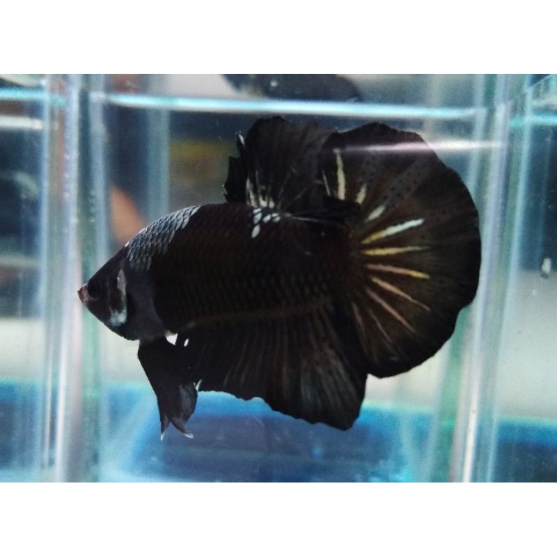 CUPANG GIANT BLACK SAMURAI COOPER BO 5 MALE  USIA 4 BULAN SESUAI FOTO VIDEO 