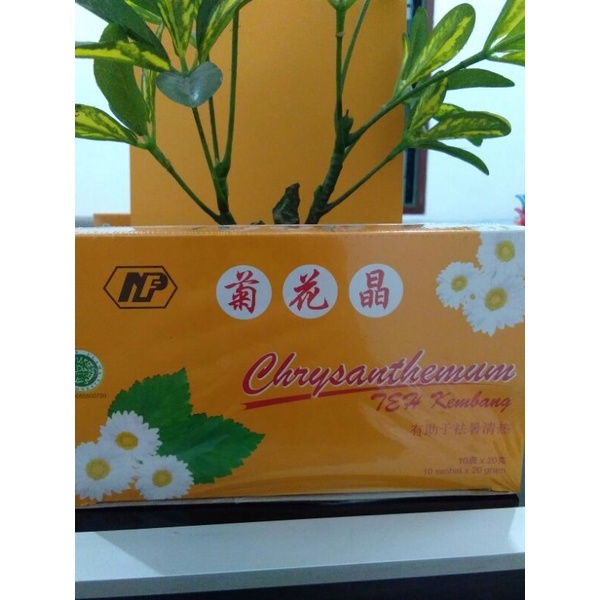 

Teh panas dalam(Teh Kembang chrysanthemi)