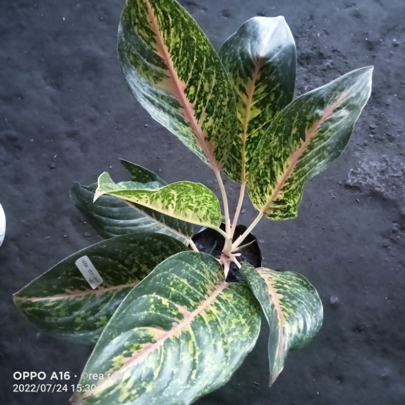 aglonema. Roro mendut