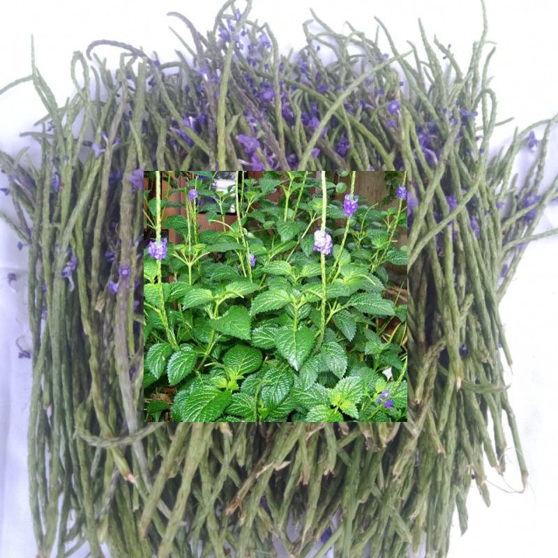 

herbal Bunga Pecut Kuda 500Gram Murah Isi Banyak
