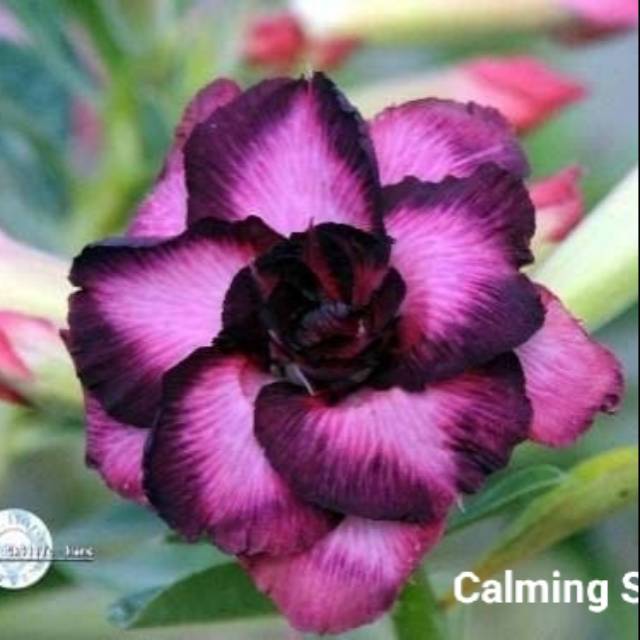 Bibit Bunga Kamboja Adenium Calming Stars - Tanaman Hias