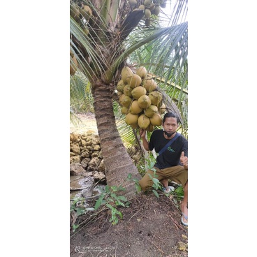 Bibit kelapa Hibrida Lokal