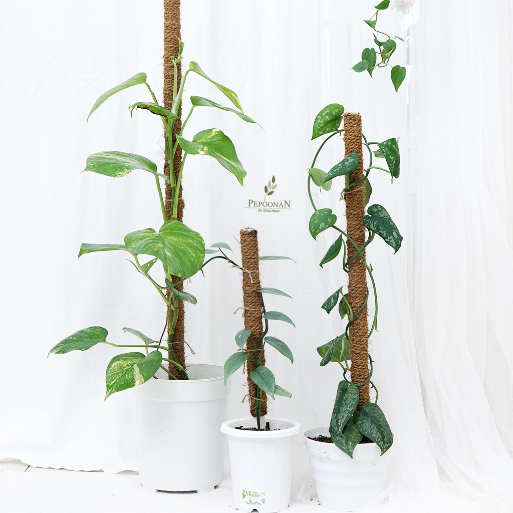 Turus Sabut Kelapa / Turus Tanaman