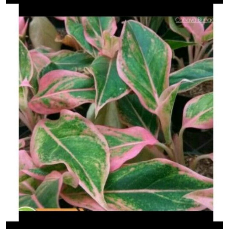 pohon aglonema lipstik pink puding