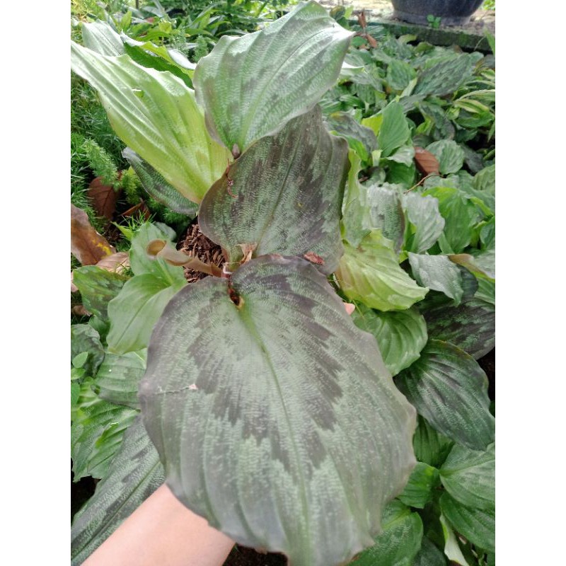 

calathea kencur
