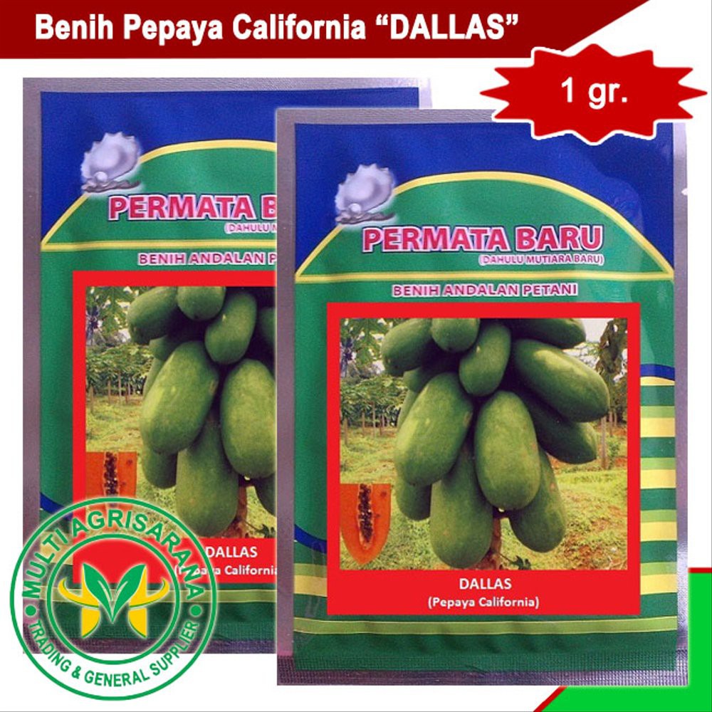 Benih Pepaya California "DALLAS" Berkualitas