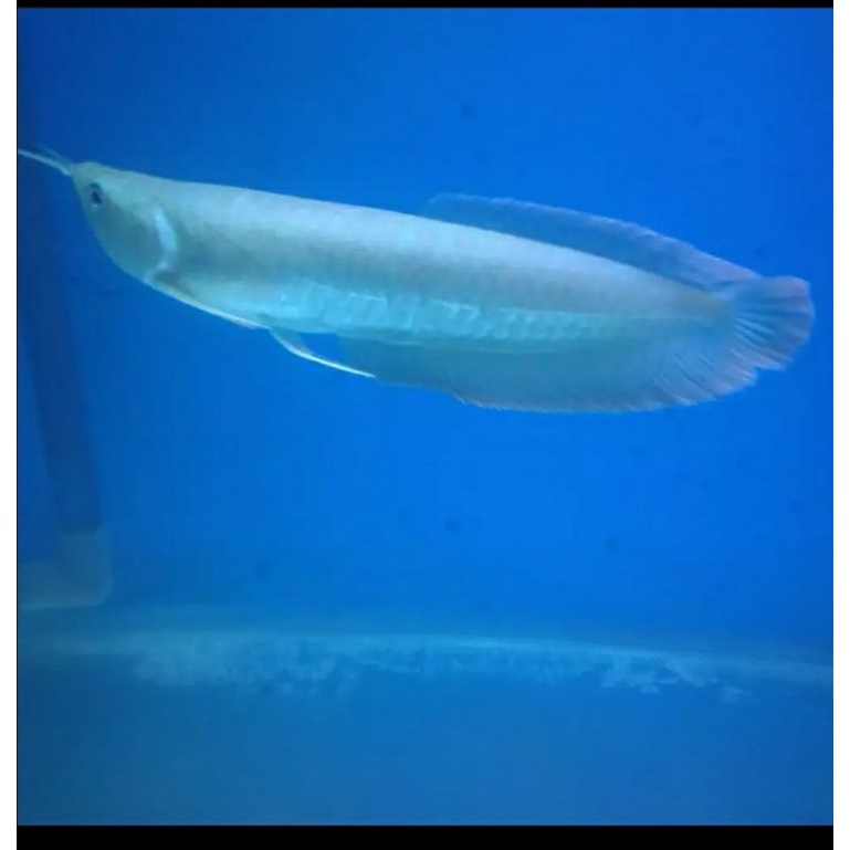 Ikan arwana silver red 15-16 cm