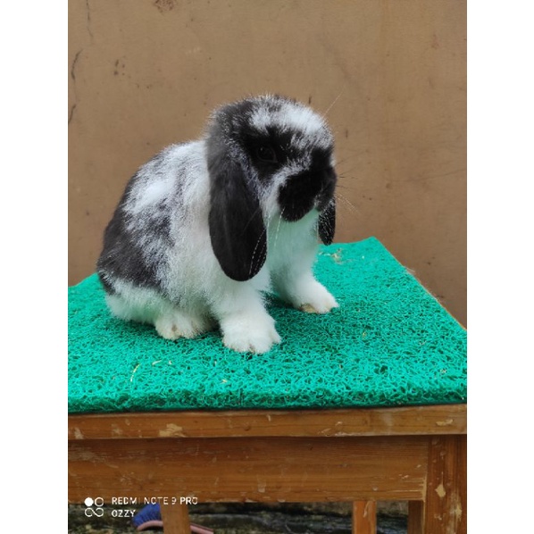 Kelinci Holland Lop