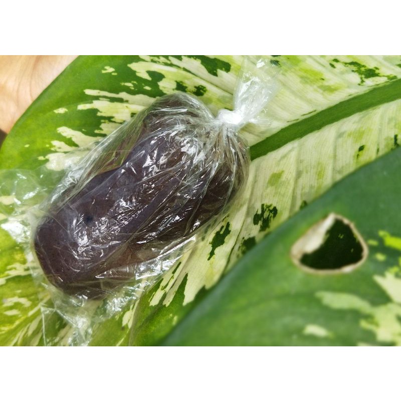 

Terasi Mbok Judes kemasan plastik (1/4 kg)