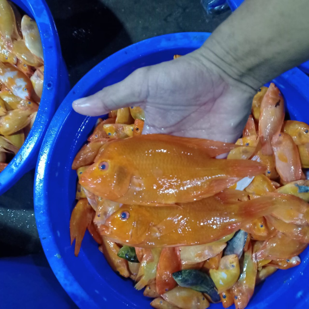 

Ikan Nila Merah Segar 1 Kg