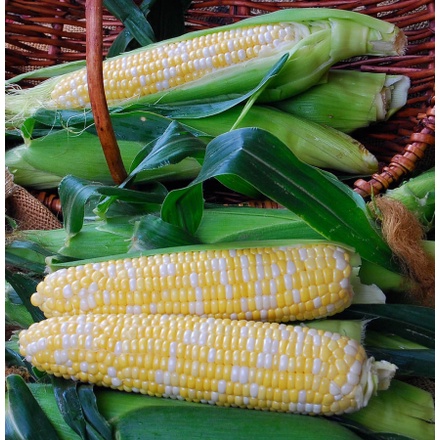 Benih Bibit Biji - Jagung Manis Sweet Jean Bicolor Belang Kuning Putih Hibrida Seeds - Panen Dalam 70 Hari