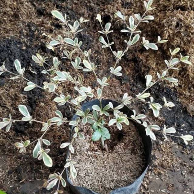 Tanaman Ketapang kencana putih