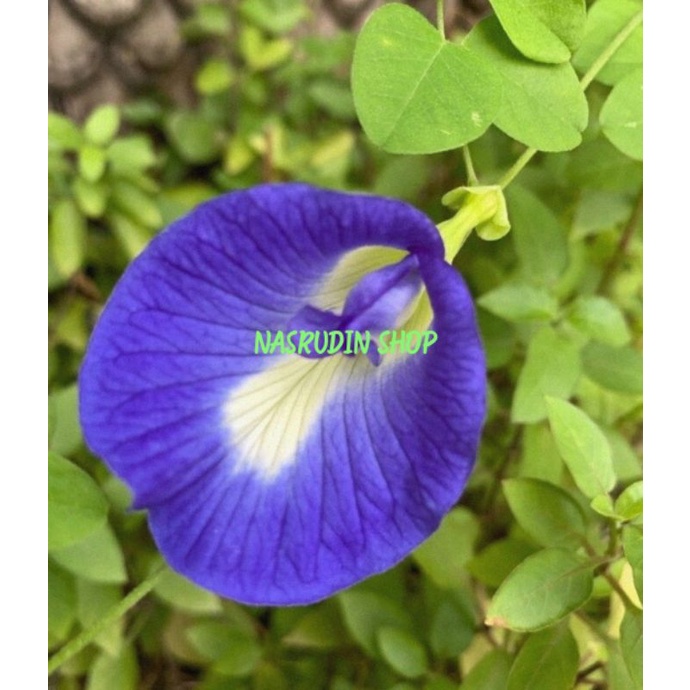 

[Fresh] BIBIT BIJI BUNGA TELENG 20 BIJI BIBIT TELENG ASLI