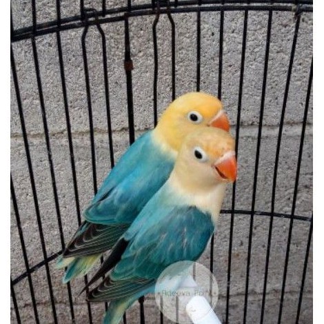 BURUNG LOVEBIRD ADEEVAPOINT BIOLA PB SEPASANG PAUD | LAKBET BIO PB