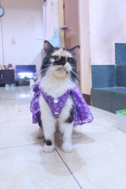 Dress satin renda ungu lucu untuk kucing dan anjing / baju kucing murah size S-XL