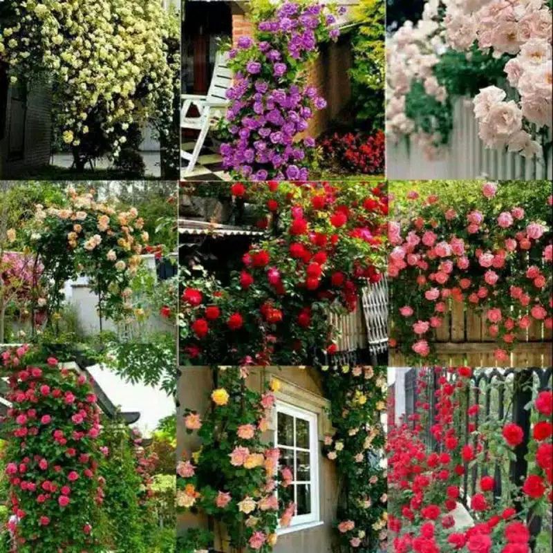 benih bunga mawar rambat thailand import