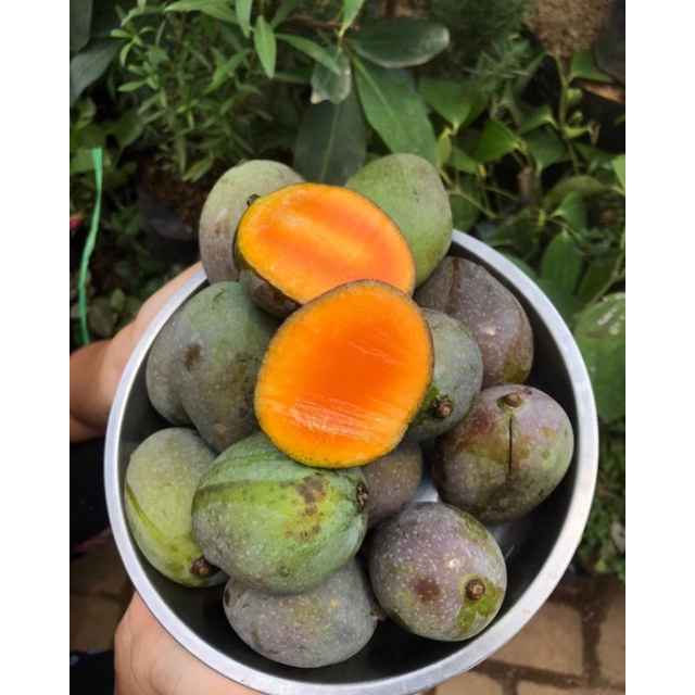 Mangga kasturi Superunggul