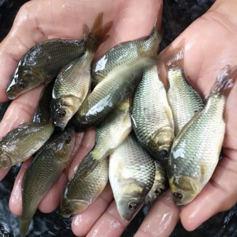 bibit ikan mas pakan predator dan aligator