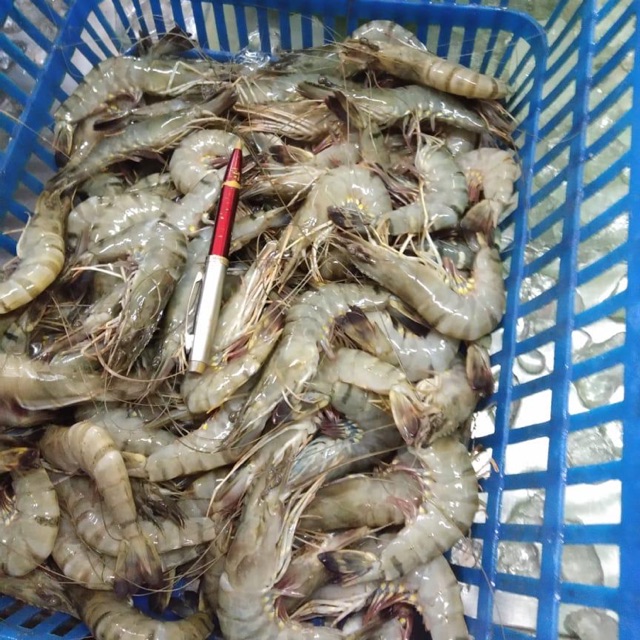 

Udang tiger