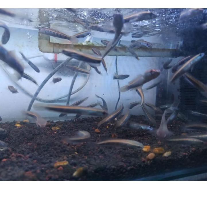 2.2 BRANDS FESTIVAL (2 Ekor Rp 40.000) Channa Chana Maru Yellow Sentarum YS Gen Red Eye / Gabus Hias