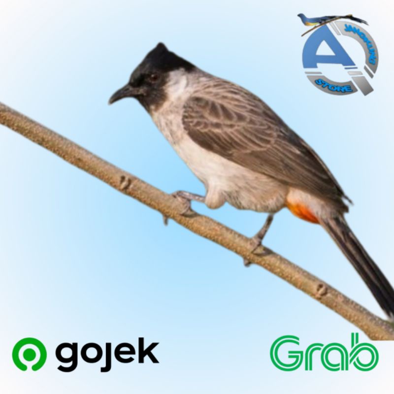 BURUNG KUTILANG JAWA