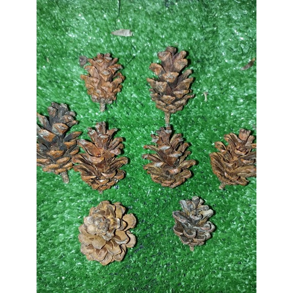 Mainan gigit gigitan / snack hamster pinecone / pine cone / pinus