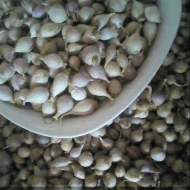 

Bawang lanang lokal