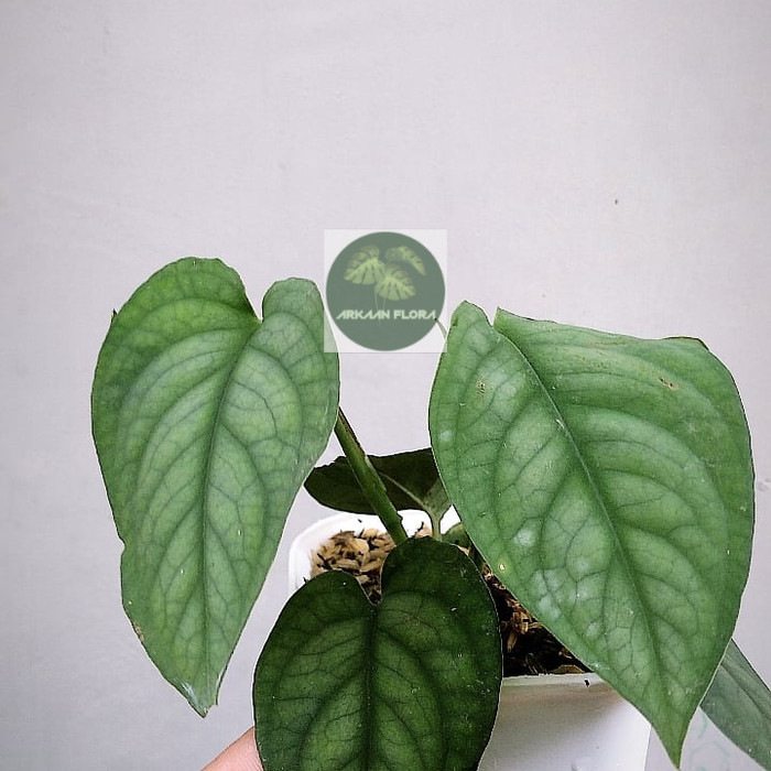 scindapsus lucens tanaman