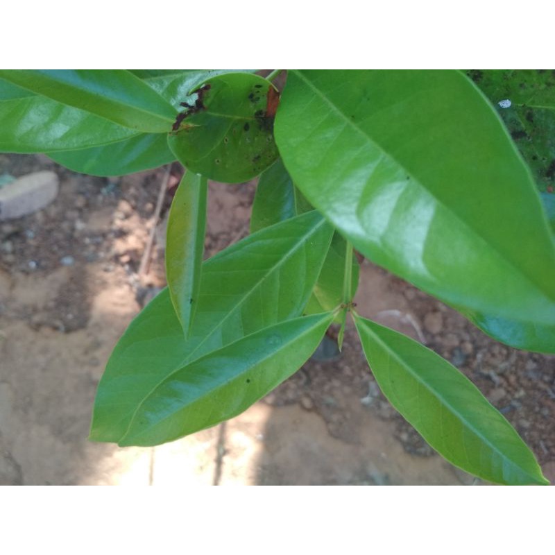 

daun salam segar 40 lembar