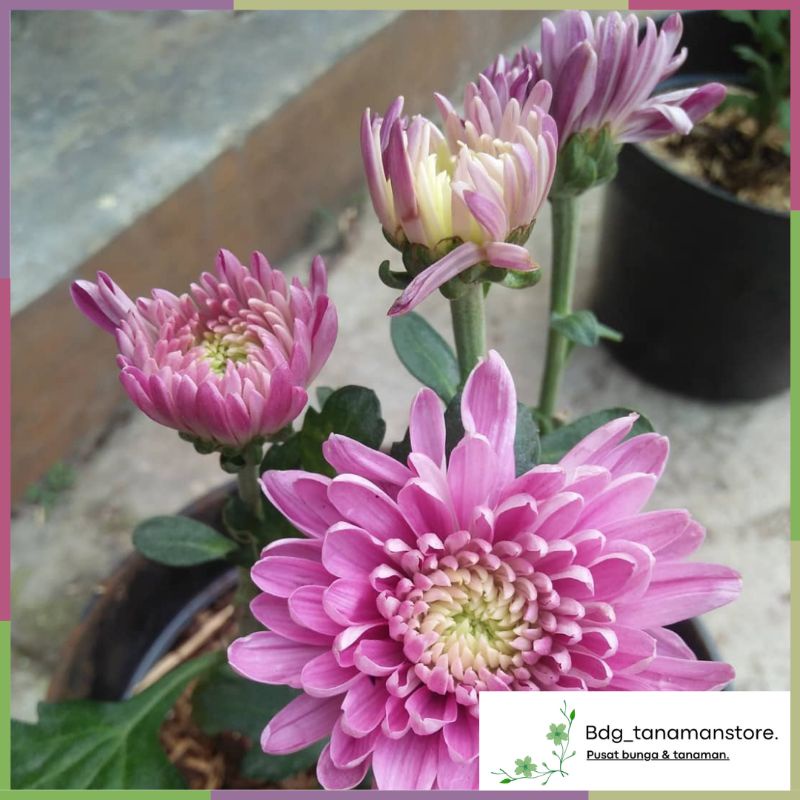 TANAMAN BUNGA KRISAN SERUNI ASTER PINK JUMBO ISI SATU POT