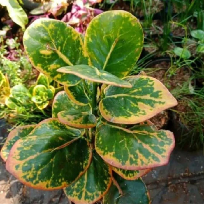 NEW PRODUK tanaman hias puring jengkol - pohon puring jengkol